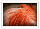 Flamingo – peek-a-boo